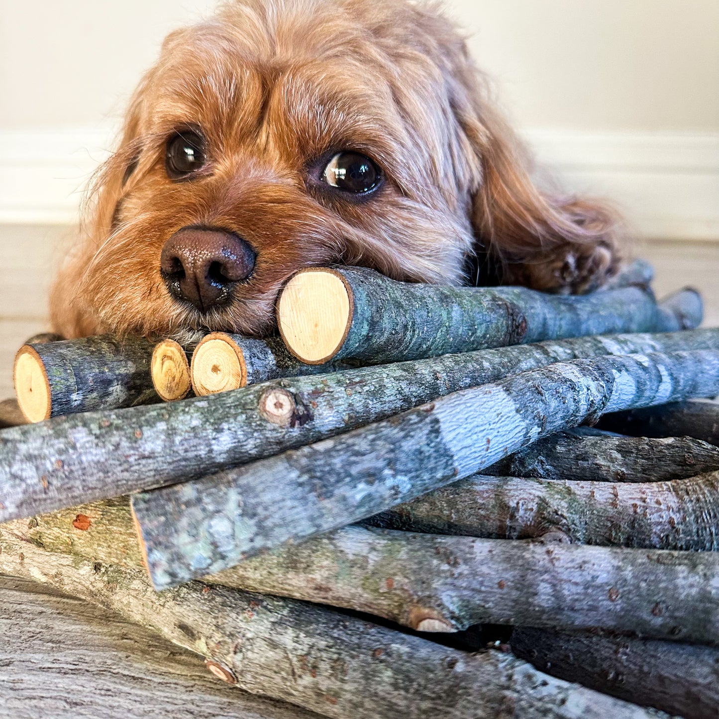 Stick Refill Bundle for Dog Stick Library natural wooden sticks