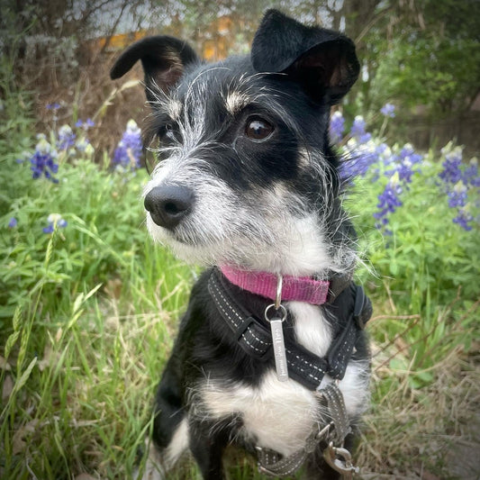 Spring is Coming: Your Dog Already Knows