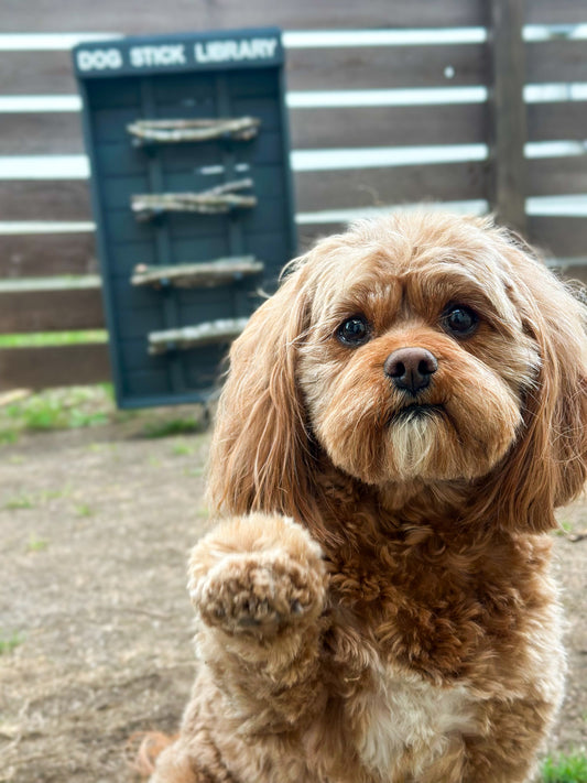 Tito the cavapoo, Chief Stick Officer, sitting in front of the Dog Stick Library with his paw raised