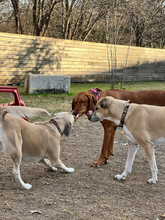 Make Fetch Happen: The Outdoor Dog Play Guide for Southern Winters