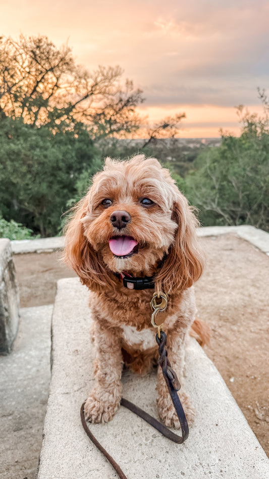 The Texas Dog Owner's Summer Guide