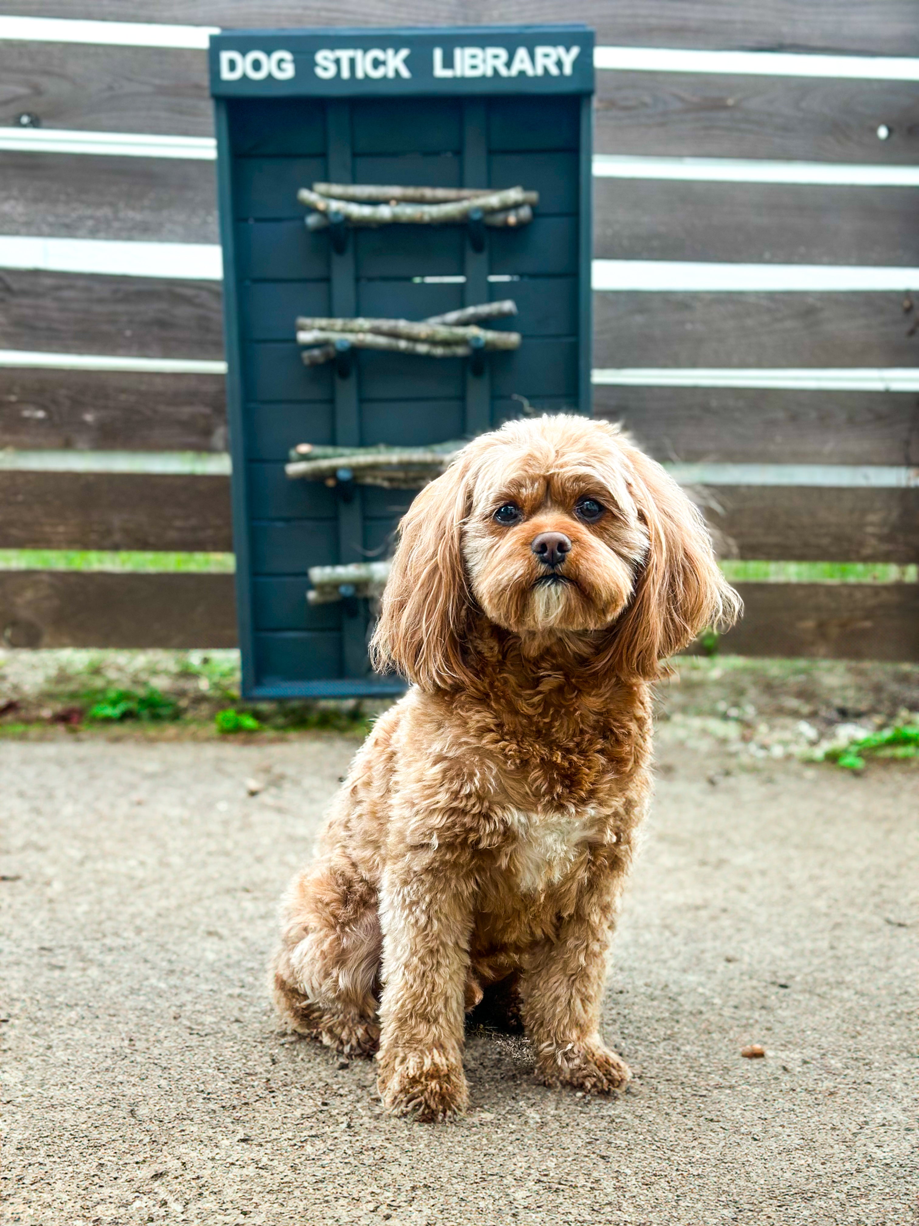 Dog Stick Library | Freestanding Stick Dispenser for Dogs